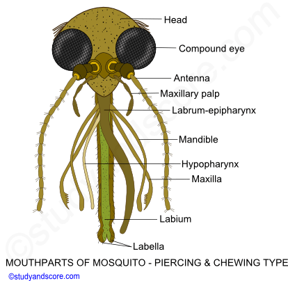Butterfly mouthparts, cockroach mouthparts, housefly mouthparts, honey bee mouthparts, sponging type, siphoning type, biting chewing type, chewing lapping type
